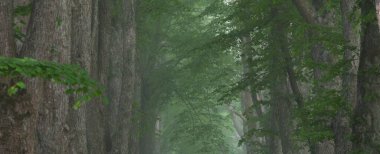 Gün doğumunda sisli bir havada görkemli yaprak döken ormanın içinden geçen yol. Yumuşak güneş ışığı, güneş ışınları. Güçlü ağaçlar. Doğal tünel. Saf doğa, ekoloji. eko-turizm, fantezi, masal, rüya, gizem kavramları