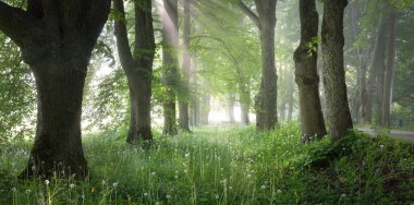 Gün doğumunda sisli bir havada görkemli yaprak döken ormanın içinden geçen yol. Yumuşak güneş ışığı, güneş ışınları. Güçlü ağaçlar. Doğal tünel. Saf doğa, ekoloji. eko-turizm, fantezi, masal, rüya, gizem kavramları