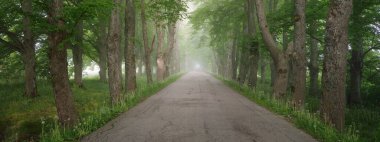 Görkemli yeşil yaprak döken ormanda kırsal yol. Doğal tünel. Güçlü ağaçlar. Sis, güneş ışığı, yumuşak güneş ışığı. Atmosferik rüya gibi yaz manzarası. Saf doğa, ekoloji, eko-turizm, yürüyüş, bisiklet