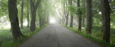 Görkemli yeşil yaprak döken ormanda kırsal yol. Doğal tünel. Güçlü ağaçlar. Sis, güneş ışığı, yumuşak güneş ışığı. Atmosferik rüya gibi yaz manzarası. Saf doğa, ekoloji, eko-turizm, yürüyüş, bisiklet
