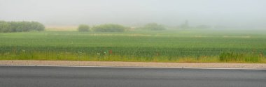 Gün doğumunda sisli bir havada tarlalar ve orman boyunca (asfalt yol) boş bir otoyol. Atmosferik manzara. Idyllic yaz kırsal manzarası. Döneklik havası, tehlikeli sürüş, yol gezisi, tatiller