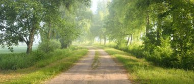 Sis içindeki görkemli yaprak döken ormanın içinden geçen yol. Yumuşak güneş ışığı, güneş ışınları. Güçlü ağaçlar, yeşil yapraklar. Atmosferik rüya gibi bir manzara. Saf doğa, ekoloji, eko-turizm, yürüyüş, kuzey yürüyüşü.