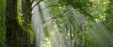 Ağaç dallarından akan güneş ışınları ve görkemli yaprak döken ormanlarda yeşil yapraklar. Atmosferik rüya gibi yaz manzarası. Yumuşak güneş ışığı. Saf doğa, ekoloji, barışın sembolü.