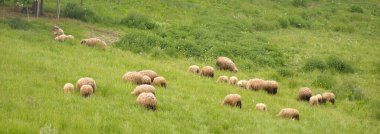 Yeşil tepelerin ve çayırların (tarımsal alanlar) resimli panoramik manzarası. Koyunlar otluyor, yakın plan. Arka planda orman var. Idyllic yaz kırsal manzarası. Pastoral manzara. Yeni Zelanda