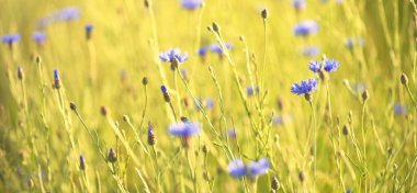 Çiçek açan mavi Centaurea çiçekleri yeşil bir tarla arazisinde, yakın plan. Doğa, çevre, tarım, çiftlik, alternatif halk tıbbı ve gıda endüstrisi, doğal renklendirme temaları