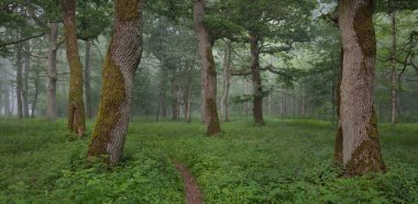 Görkemli yeşil yaz ormanının içinden geçen yol. Sis, yumuşak güneş ışığı. Güçlü ağaçlar, yeşil yapraklar ve bitkiler. Atmosferik rüya gibi bir manzara. Saf doğa, ekoloji, eko-turizm, yürüyüş, kuzey yürüyüşü.
