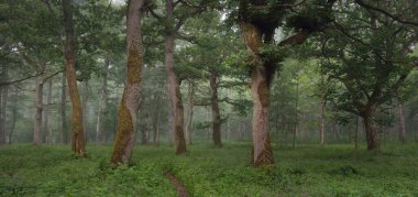 Muhteşem yaz ormanı. Sis, yumuşak güneş ışığı. Güçlü ağaçlar, yeşil yapraklar, bitkiler. Atmosferik rüya gibi bir manzara. Saf doğa, ekoloji, çevre koruma, eko-turizm, yürüyüş