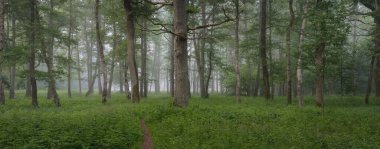 Görkemli yeşil yaz ormanının içinden geçen yol. Sis, yumuşak güneş ışığı. Güçlü ağaçlar, yeşil yapraklar ve bitkiler. Atmosferik rüya gibi bir manzara. Saf doğa, ekoloji, eko-turizm, yürüyüş, kuzey yürüyüşü.