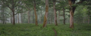 Görkemli yeşil yaz ormanının içinden geçen yol. Sis, yumuşak güneş ışığı. Güçlü ağaçlar, yeşil yapraklar ve bitkiler. Atmosferik rüya gibi bir manzara. Saf doğa, ekoloji, eko-turizm, yürüyüş, kuzey yürüyüşü.