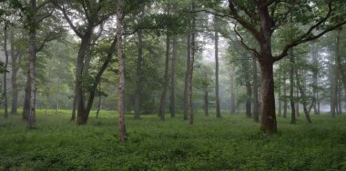 Muhteşem yaz ormanı. Sis, yumuşak güneş ışığı. Güçlü ağaçlar, yeşil yapraklar, bitkiler. Atmosferik rüya gibi bir manzara. Saf doğa, ekoloji, çevre koruma, eko-turizm, yürüyüş