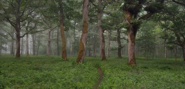 Görkemli yeşil yaz ormanının içinden geçen yol. Sis, yumuşak güneş ışığı. Güçlü ağaçlar, yeşil yapraklar ve bitkiler. Atmosferik rüya gibi bir manzara. Saf doğa, ekoloji, eko-turizm, yürüyüş, kuzey yürüyüşü.