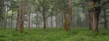 Muhteşem yaz ormanı. Sis, yumuşak güneş ışığı. Güçlü ağaçlar, yeşil yapraklar, bitkiler. Atmosferik rüya gibi bir manzara. Saf doğa, ekoloji, çevre koruma, eko-turizm, yürüyüş