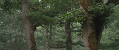 Muhteşem yaz ormanı. Sis, yumuşak güneş ışığı. Güçlü ağaçlar, yeşil yapraklar, bitkiler. Atmosferik rüya gibi bir manzara. Saf doğa, ekoloji, çevre koruma, eko-turizm, yürüyüş