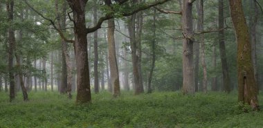 Muhteşem yaz ormanı. Sis, yumuşak güneş ışığı. Güçlü ağaçlar, yeşil yapraklar, bitkiler. Atmosferik rüya gibi bir manzara. Saf doğa, ekoloji, çevre koruma, eko-turizm, yürüyüş