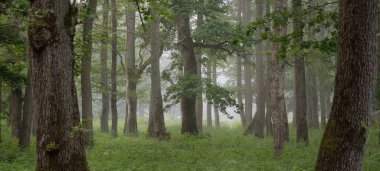 Muhteşem yaz ormanı. Sis, yumuşak güneş ışığı. Güçlü ağaçlar, yeşil yapraklar, bitkiler. Atmosferik rüya gibi bir manzara. Saf doğa, ekoloji, çevre koruma, eko-turizm, yürüyüş