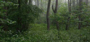 Muhteşem yaz ormanı. Sis, yumuşak güneş ışığı. Güçlü ağaçlar, yeşil yapraklar, bitkiler. Atmosferik rüya gibi bir manzara. Saf doğa, ekoloji, çevre koruma, eko-turizm, yürüyüş