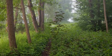Görkemli yeşil yaz ormanının içinden geçen yol. Sis, yumuşak güneş ışığı. Güçlü ağaçlar, yeşil yapraklar ve bitkiler. Atmosferik rüya gibi bir manzara. Saf doğa, ekoloji, eko-turizm, yürüyüş, kuzey yürüyüşü.