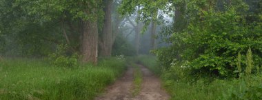 Görkemli yeşil yaz ormanının içinden geçen yol. Sis, yumuşak güneş ışığı. Güçlü ağaçlar, yeşil yapraklar ve bitkiler. Atmosferik rüya gibi bir manzara. Saf doğa, ekoloji, eko-turizm, yürüyüş, kuzey yürüyüşü.