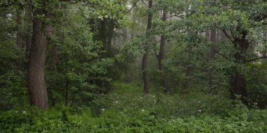 Görkemli yeşil yaz ormanının içinden geçen yol. Sis, yumuşak güneş ışığı. Güçlü ağaçlar, yeşil yapraklar ve bitkiler. Atmosferik rüya gibi bir manzara. Saf doğa, ekoloji, eko-turizm, yürüyüş, kuzey yürüyüşü.