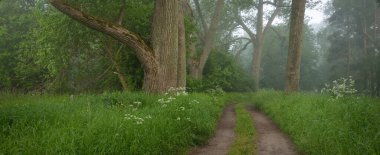 Görkemli yeşil yaz ormanının içinden geçen yol. Sis, yumuşak güneş ışığı. Güçlü ağaçlar, yeşil yapraklar ve bitkiler. Atmosferik rüya gibi bir manzara. Saf doğa, ekoloji, eko-turizm, yürüyüş, kuzey yürüyüşü.