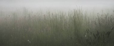 Gree ormanı çimenliği (çayır, tarla) gün batımında yoğun beyaz bir siste. Bitkiler, otlar, kır çiçekleri. Resimli bir manzara var. Idyllic kırsal alan. Saf doğa, çevre, ekoloji