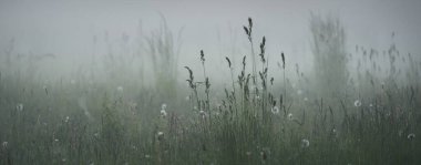 Gree ormanı çimenliği (çayır, tarla) gün batımında yoğun beyaz bir siste. Bitkiler, otlar, kır çiçekleri. Resimli bir manzara var. Idyllic kırsal alan. Saf doğa, çevre, ekoloji