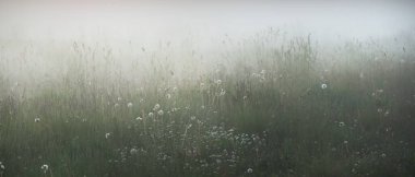 Gree ormanı çimenliği (çayır, tarla) gün batımında yoğun beyaz bir siste. Bitkiler, otlar, kır çiçekleri. Resimli bir manzara var. Idyllic kırsal alan. Saf doğa, çevre, ekoloji