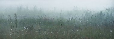 Gree ormanı çimenliği (çayır, tarla) gün batımında yoğun beyaz bir siste. Bitkiler, otlar, kır çiçekleri. Resimli bir manzara var. Idyllic kırsal alan. Saf doğa, çevre, ekoloji