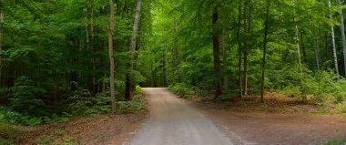 Avrupa 'daki ulusal parktan geçen yol (doğal tünel). Güçlü yaprak döken kayın ağaçları, kökleri. Bahar ormanı. Resimli panoramik manzara. Doğa, çevre koruma, eko-turizm, yürüyüş
