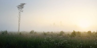 Görkemli bir çam ormanı ve gün doğumunda sisli yeşil bir çayır. Yumuşak altın güneş ışığı, berrak gökyüzü. Panoramik manzara. Saf doğa, çevre koruma, ekoloji, eko-turizm. Rüya gibi manzara.