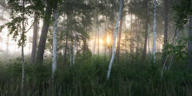 Gün doğumunda sisli bir huş ağacı ormanında. Idyllic yaz kırsal manzarası. Doğa, çevre koruma, ekoloji, eko-turizm. Vahşi ateş renkleri, duman etkisi. Yumuşak güneş ışığı, altın saat