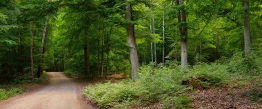 Avrupa 'daki ulusal parktan geçen yol (doğal tünel). Güçlü yaprak döken kayın ağaçları, kökleri. Bahar ormanı. Resimli panoramik manzara. Doğa, çevre koruma, eko-turizm, yürüyüş