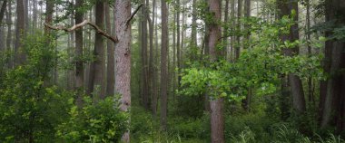 Muhteşem yaz ormanı. Sis, yumuşak güneş ışığı. Güçlü ağaçlar, yeşil yapraklar, bitkiler. Atmosferik rüya gibi bir manzara. Saf doğa, ekoloji, çevre koruma, eko-turizm, yürüyüş