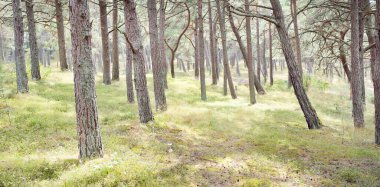 Görkemli Evergreen Ormanı 'na giden yol. Güçlü ağaçlar, yosun ve liken, bitkiler. Atmosferik manzara. Saf doğa, ekoloji, eko-turizm, yürüyüş, kuzey yürüyüşü.