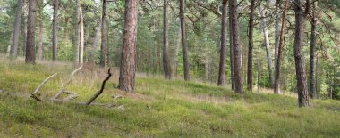 Görkemli Evergreen Ormanı 'na giden yol. Güçlü ağaçlar, yosun ve liken, bitkiler. Atmosferik manzara. Saf doğa, ekoloji, eko-turizm, yürüyüş, kuzey yürüyüşü.