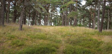 Görkemli Evergreen Ormanı 'na giden yol. Güçlü ağaçlar, yosun ve liken, bitkiler. Atmosferik manzara. Saf doğa, ekoloji, eko-turizm, yürüyüş, kuzey yürüyüşü.