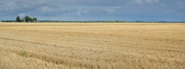 Altın tarlalı tarla ve ormanın üzerindeki destansı günbatımı gökyüzü. Yağmur ve fırtınadan sonra dramatik parlayan bulutlar. Saf akşam güneşi. Idyllic yaz kırsal kesim