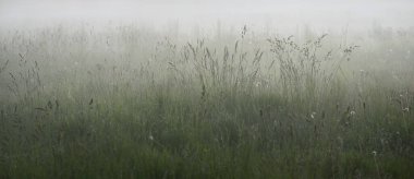 Gree ormanı çimenliği (çayır, tarla) gün batımında yoğun beyaz bir siste. Bitkiler, otlar, kır çiçekleri. Resimli bir manzara var. Idyllic kırsal alan. Saf doğa, çevre, ekoloji
