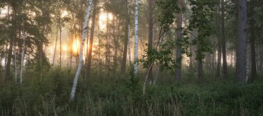 Gün doğumunda sisli bir huş ağacı ormanında. Idyllic yaz kırsal manzarası. Doğa, çevre koruma, ekoloji, eko-turizm. Vahşi ateş renkleri, duman etkisi. Yumuşak güneş ışığı, altın saat