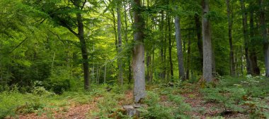 Güçlü yaprak döken kayın ağaçları, ağaç gövdeleri, yeşil yapraklar, bitkiler. Karanlık orman. Resimli panoramik manzara. Doğa, ekoloji, çevre, eko-turizm, mevsimler, ilkbahar, doğa rezervi, ulusal park