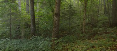 Güçlü yaprak döken kayın ağaçları, ağaç gövdeleri, yeşil yapraklar, bitkiler. Karanlık orman. Resimli panoramik manzara. Doğa, ekoloji, çevre, eko-turizm, mevsimler, ilkbahar, doğa rezervi, ulusal park
