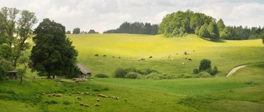 Yeşil tepelerin ve çayırların (tarımsal alanlar) resimli panoramik manzarası. Koyunlar otluyor, yakın plan. Arka planda orman var. Idyllic yaz kırsal manzarası. Pastoral manzara. Yeni Zelanda