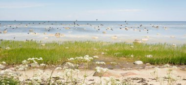 Güneşli bir yaz gününde Baltık kıyılarından panoramik manzara. Kayalar yakın plan. Doğa, çevre koruma, tatiller, yürüyüş, keşif kavramları