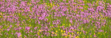 Yeşil bir tarla üzerinde çiçek açan pembe çiçekler (Silene flos-cuculi veya rag-robin). Doğal çiçek deseni, doku. Dekoratif bitkiler, kır çiçekleri, bahçıvanlık, çiftlik, bal üretim temaları