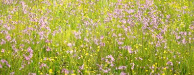 Yeşil bir tarla üzerinde çiçek açan pembe çiçekler (Silene flos-cuculi veya rag-robin). Doğal çiçek deseni, doku. Dekoratif bitkiler, kır çiçekleri, bahçıvanlık, çiftlik, bal üretim temaları