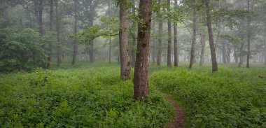 Görkemli yeşil yaz ormanının içinden geçen yol. Sis, yumuşak güneş ışığı. Güçlü ağaçlar, yeşil yapraklar ve bitkiler. Atmosferik rüya gibi bir manzara. Saf doğa, ekoloji, eko-turizm, yürüyüş, kuzey yürüyüşü.