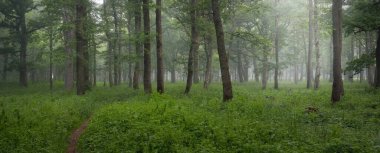 Muhteşem yaz ormanı. Sis, yumuşak güneş ışığı. Güçlü ağaçlar, yeşil yapraklar, bitkiler. Atmosferik rüya gibi bir manzara. Saf doğa, ekoloji, çevre koruma, eko-turizm, yürüyüş