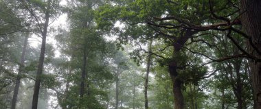 Muhteşem yaz ormanı. Sis, yumuşak güneş ışığı. Güçlü ağaçlar, yeşil yapraklar, bitkiler. Atmosferik rüya gibi bir manzara. Saf doğa, ekoloji, çevre koruma, eko-turizm, yürüyüş
