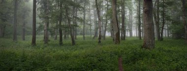 Muhteşem yaz ormanı. Sis, yumuşak güneş ışığı. Güçlü ağaçlar, yeşil yapraklar, bitkiler. Atmosferik rüya gibi bir manzara. Saf doğa, ekoloji, çevre koruma, eko-turizm, yürüyüş