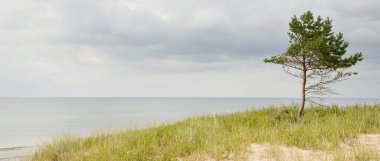 Yağmurdan sonra Baltık kıyıları. Kum tepeleri, kum tepeleri, yalnız ağaçlar. Dramatik günbatımı gökyüzü, parlayan fırtına bulutları, rüzgar. Resimli panoramik manzara. Doğa, çevre, değişken hava, kasırga